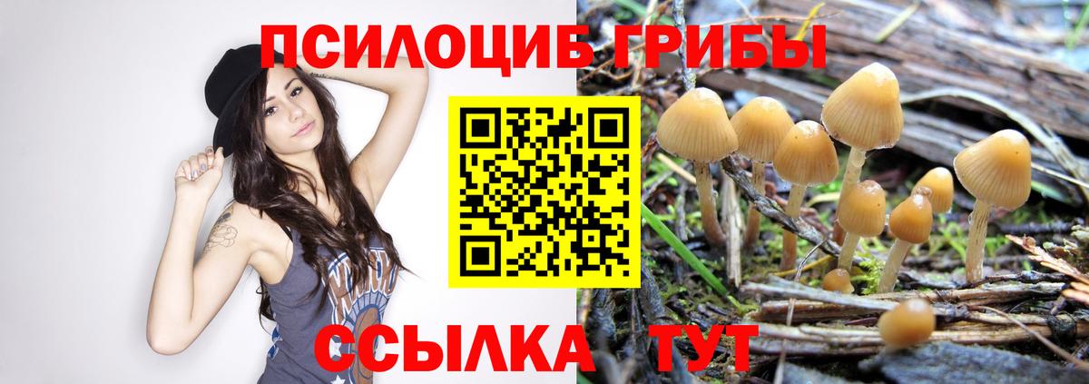 Галлюциногенные грибы Psilocybe Тихвин